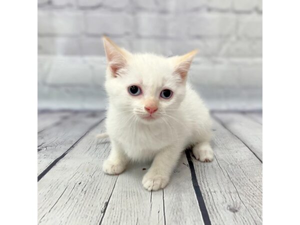 Tabby-CAT-Female--14938-Petland Grove City & Columbus, Ohio