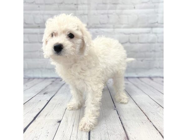 Bichon Frise DOG Male White 14943 Petland Grove City & Columbus, Ohio