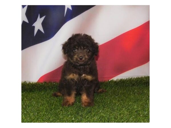 Aussiedoodle Mini DOG Male Chocolate 14948 Petland Grove City & Columbus, Ohio