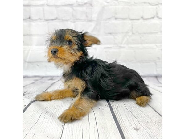 Yorkshire Terrier-DOG-Female-Black / Tan-14952-Petland Grove City & Columbus, Ohio