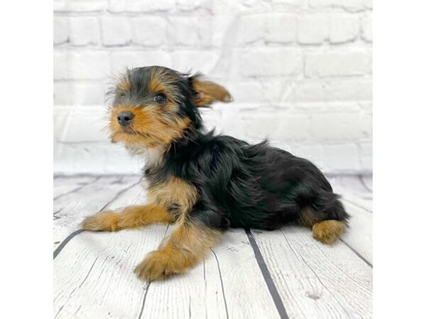 Yorkshire Terrier DOG Female Black / Tan 14952 Petland Grove City & Columbus, Ohio