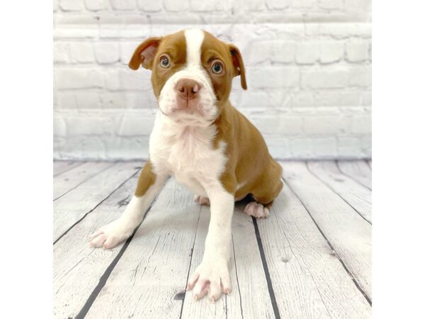 Boston Terrier-DOG-Male-Seal / White-14951-Petland Grove City