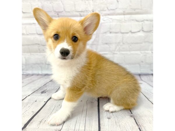 Pembroke Welsh Corgi DOG Female Sable / White 14950 Petland Grove City & Columbus, Ohio