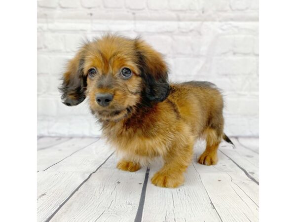 Dachshund-DOG-Male-Wild Boar-14935-Petland Grove City & Columbus, Ohio