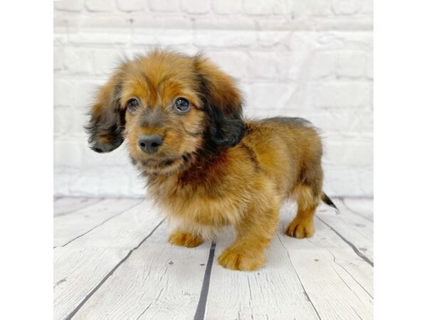 Dachshund DOG Male Wild Boar 14935 Petland Grove City & Columbus, Ohio