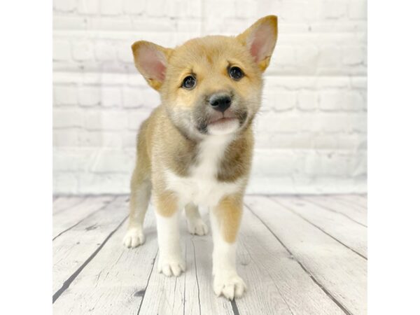 Shiba Inu DOG Female Red Sesame 14954 Petland Grove City & Columbus, Ohio