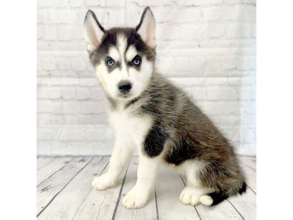 Siberian Husky DOG Female Black / White 14955 Petland Grove City & Columbus, Ohio