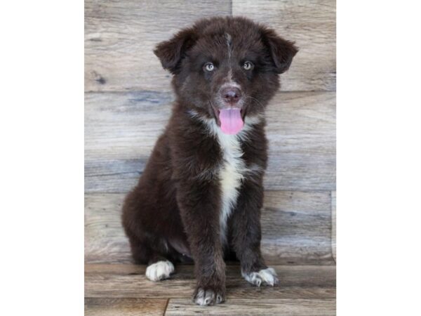 Miniature Australian Shepherd DOG Male Red / White 14965 Petland Grove City & Columbus, Ohio