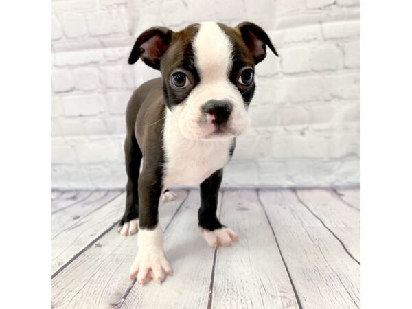 Boston Terrier-DOG-Male-Black / White-14966-Petland Grove City