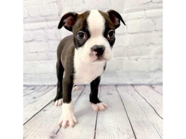 Boston Terrier DOG Male Black / White 14966 Petland Grove City & Columbus, Ohio