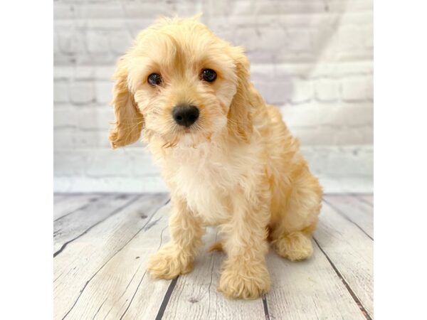 Cavachon DOG Male 14971 Petland Grove City & Columbus, Ohio