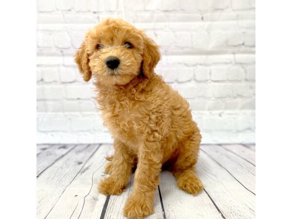 2nd Generation Mini Goldendoodle-DOG-Male--14970-Petland Grove City & Columbus, Ohio