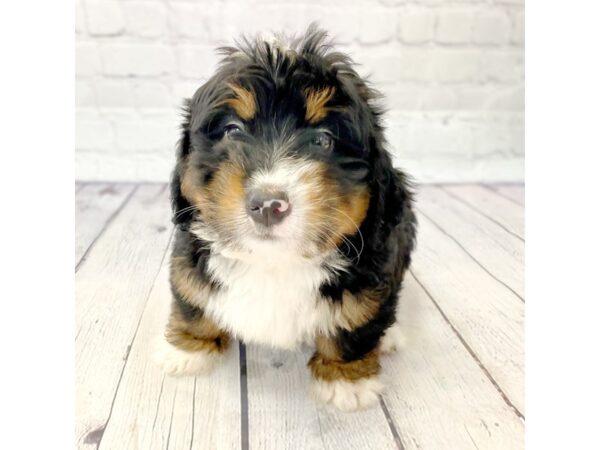 Bernedoodle Mini DOG Male 14968 Petland Grove City & Columbus, Ohio