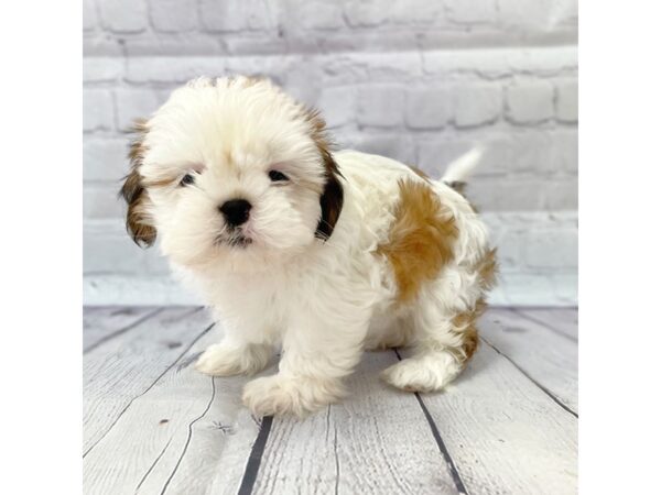 Shih Tzu DOG Female Gold / White 14964 Petland Grove City