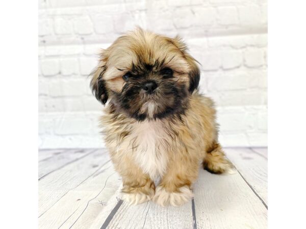 Shih Tzu-DOG-Female--14974-Petland Grove City & Columbus, Ohio
