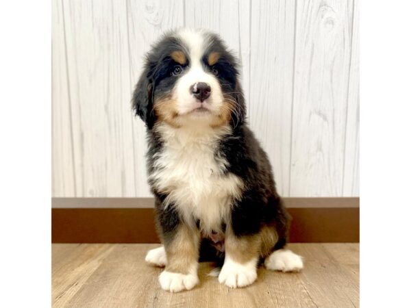 Bernese Mountain Dog DOG Male 14986 Petland Grove City & Columbus, Ohio