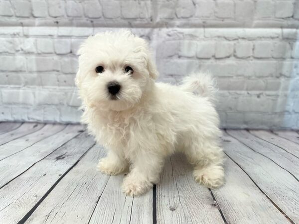 Maltese DOG Male White 14963 Petland Grove City & Columbus, Ohio