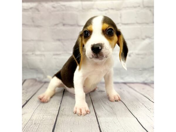 Beagle DOG Male Black Tan / White 14979 Petland Grove City & Columbus, Ohio