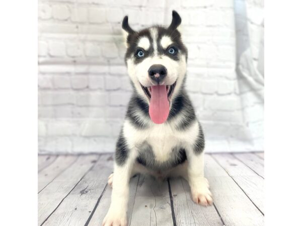 Siberian Husky DOG Male Black / White 14978 Petland Grove City & Columbus, Ohio