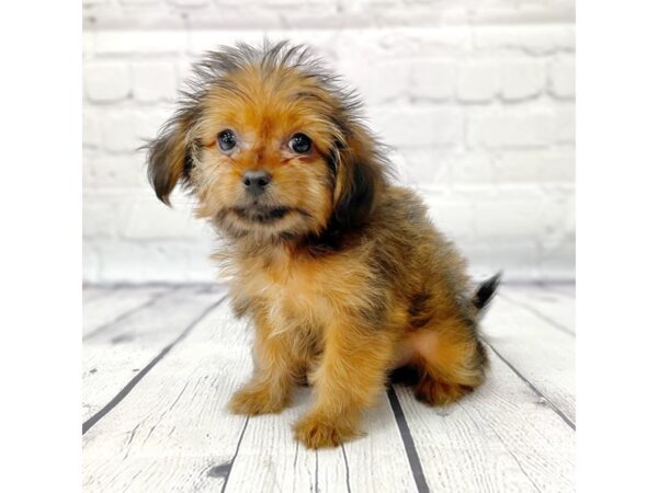 Shorkie DOG Female 14977 Petland Grove City & Columbus, Ohio