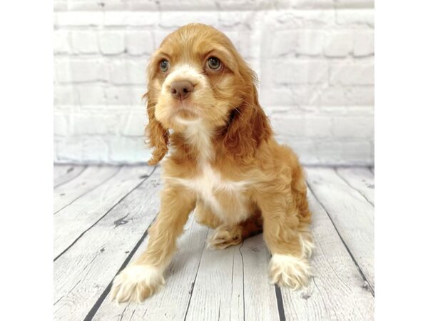 Cocker Spaniel-DOG-Female-Red-14976-Petland Grove City & Columbus, Ohio