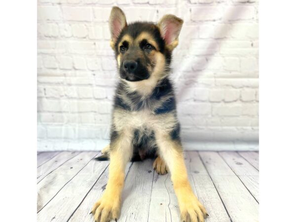 German Shepherd Dog DOG Male Black / Tan 14975 Petland Grove City & Columbus, Ohio