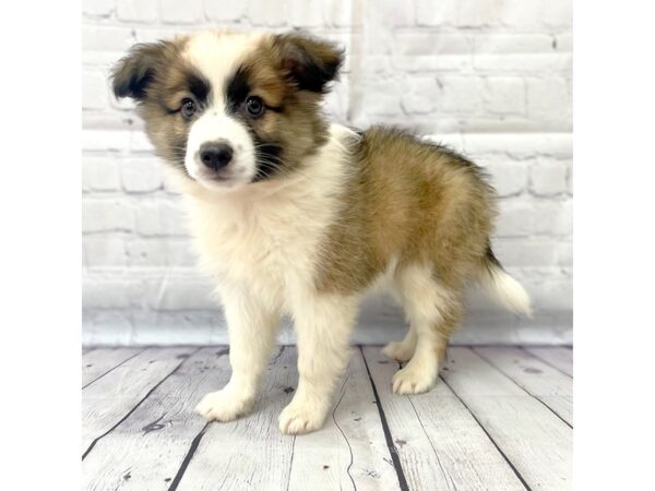 Aussie Mo-DOG-Male-Brindle & White-14981-Petland Grove City & Columbus, Ohio