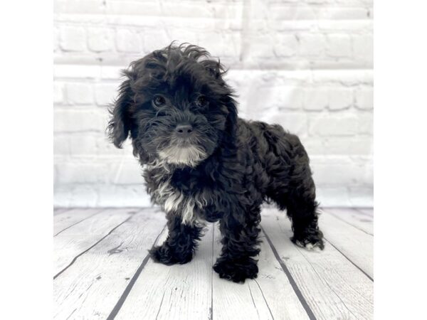 Shih Poo-DOG-Male-CREAM-14982-Petland Grove City & Columbus, Ohio