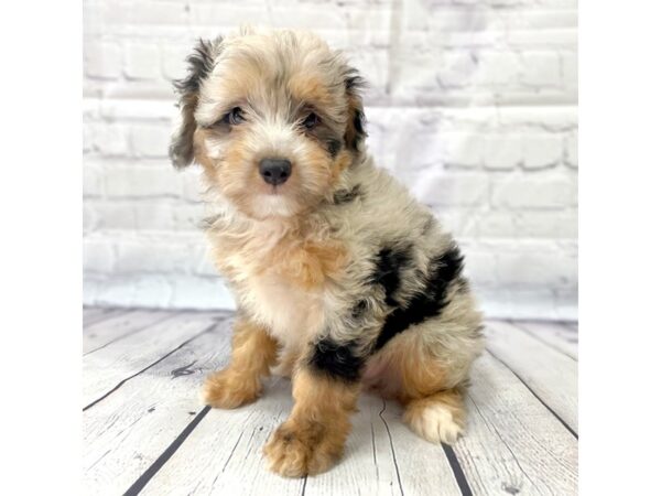 Mini Aussie Doodle-DOG-Male-BLUE MERLE-14984-Petland Grove City & Columbus, Ohio