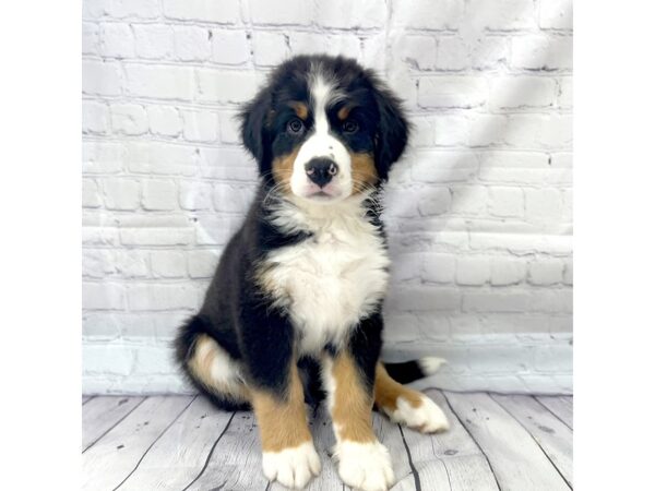 Bernese Mountain Dog DOG Male 14985 Petland Grove City & Columbus, Ohio