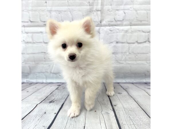 Pomeranian DOG Female Cream 14988 Petland Grove City & Columbus, Ohio