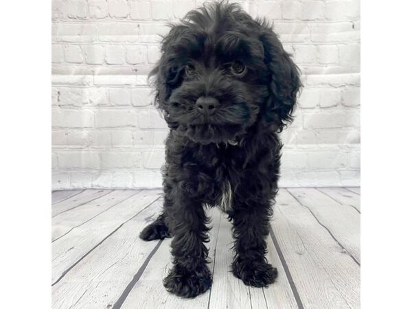 Cavapoo DOG Male Black 14998 Petland Grove City & Columbus, Ohio