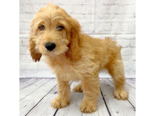 Cock A Poo-DOG-Male--14997-Petland Grove City & Columbus, Ohio