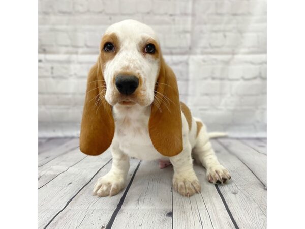 Basset Hound DOG Male Red / White 14993 Petland Grove City & Columbus, Ohio