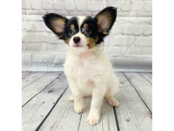 Papillon DOG Male Black White / Tan 14992 Petland Grove City & Columbus, Ohio