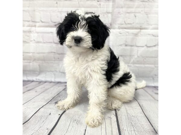 Bernedoodle Mini 2nd Gen DOG Female Black / White 14991 Petland Grove City & Columbus, Ohio