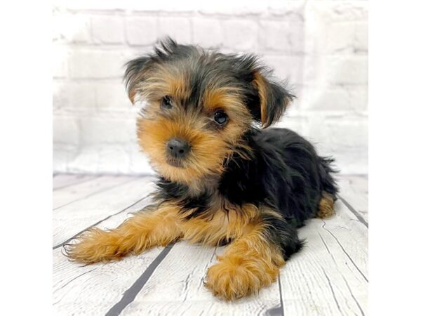 Yorkshire Terrier DOG Female Black / Tan 14995 Petland Grove City & Columbus, Ohio