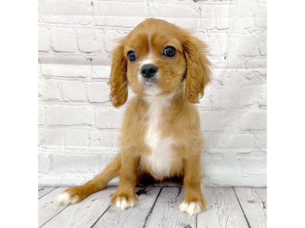 Cavalier King Charles Spaniel-DOG-Male-Ruby-14994-Petland Grove City & Columbus, Ohio