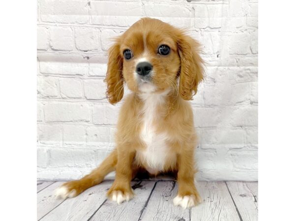 Cavalier King Charles Spaniel DOG Male Ruby 14994 Petland Grove City & Columbus, Ohio