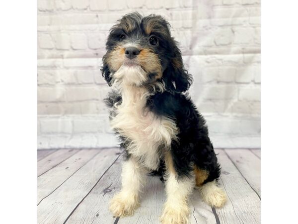 Mini Bernedoodlier DOG Female Tri-Colored 15007 Petland Grove City & Columbus, Ohio