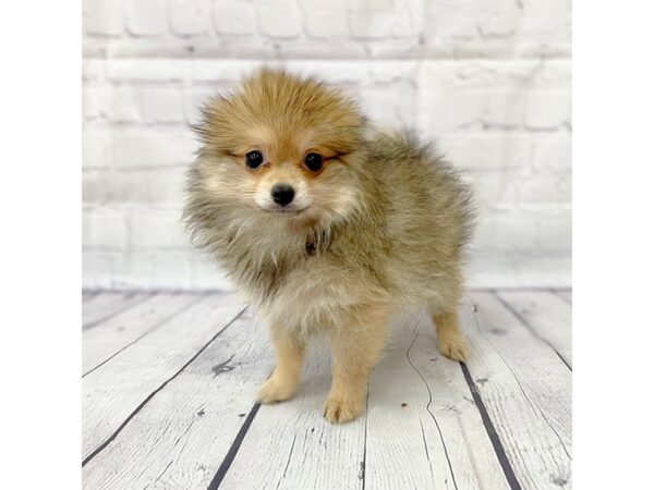 Pomeranian DOG Male Cream Sable 15006 Petland Grove City & Columbus, Ohio