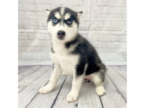 Siberian Husky DOG Female Black / White 15005 Petland Grove City & Columbus, Ohio