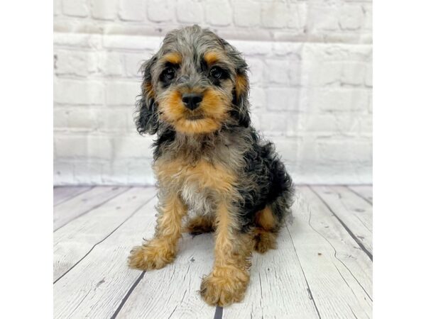 Cock A Poo DOG Male Black / Tan 15004 Petland Grove City & Columbus, Ohio