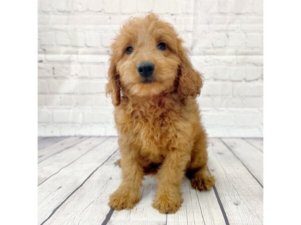 Goldendoodle Mini 2nd Gen DOG Female Red 15003 Petland Grove City & Columbus, Ohio