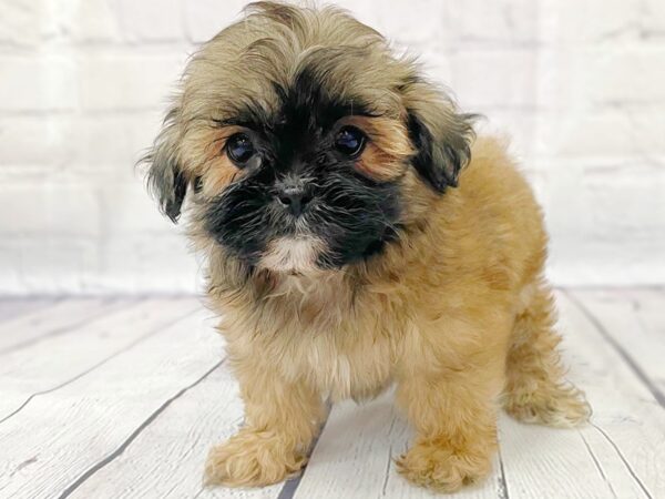 Shih Tzu/Bichon Frise DOG Female Blue 15002 Petland Grove City & Columbus, Ohio