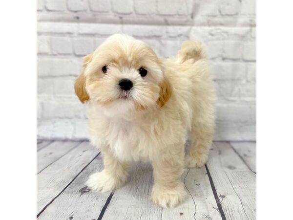 ShizaPoo-DOG-Male-Cream-15001-Petland Grove City & Columbus, Ohio