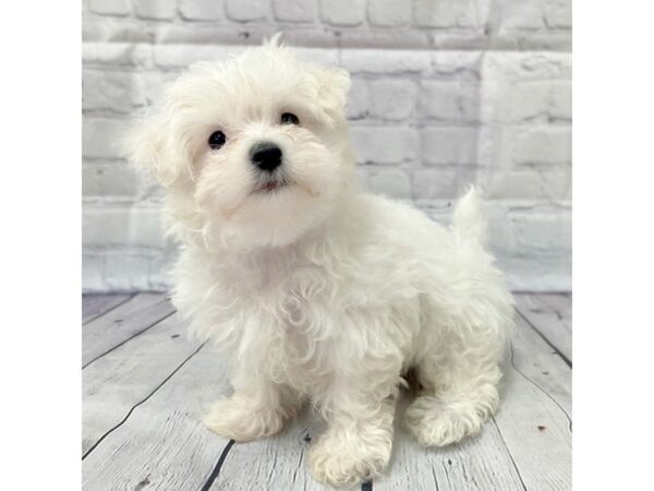 Maltese DOG Female White 15000 Petland Grove City & Columbus, Ohio