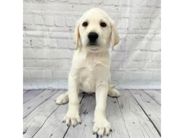 Labrador Retriever DOG Male Yellow 14999 Petland Grove City & Columbus, Ohio