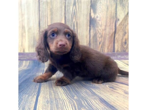 Dachshund-DOG-Male-Chocolate / Tan-15009-Petland Grove City & Columbus, Ohio