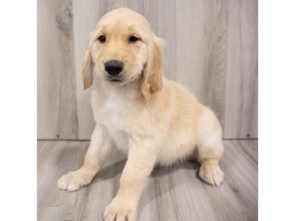 Golden Retriever DOG Male Golden 15011 Petland Grove City & Columbus, Ohio